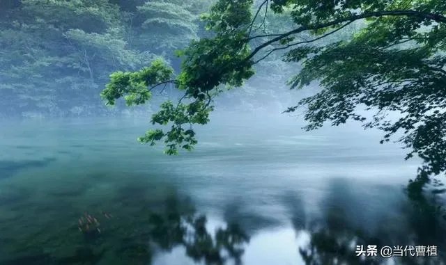 李菊藕的功效与作用