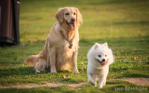 2021宠物行业分类排行榜发布 2021年中国宠物食品品牌排行榜一览