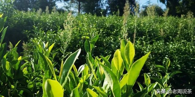 茶友们大家购茶，原产地与经销商你会选哪个？