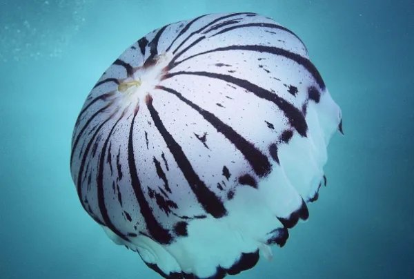 澳大利亚深海拍到47米长管状水母是真的吗？咋那么长？