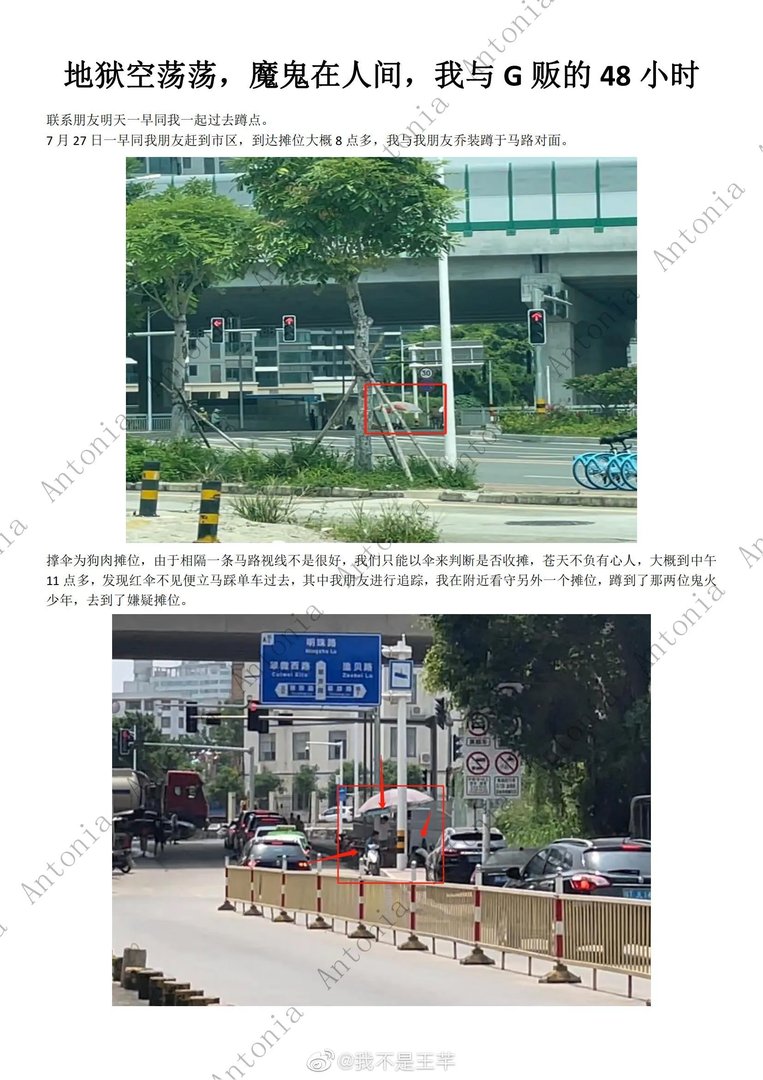 柴犬初七图片 柴犬初七被偷事件回顾