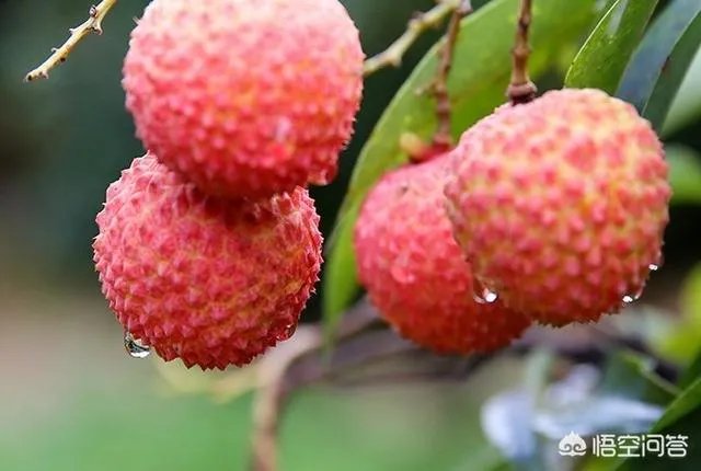 空腹吃荔枝可能导致死亡，吃荔枝时应该注意些什么？