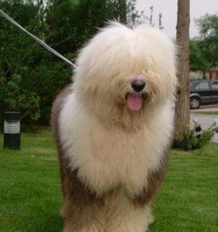 多乐士广告里的是什么品种的狗啊？