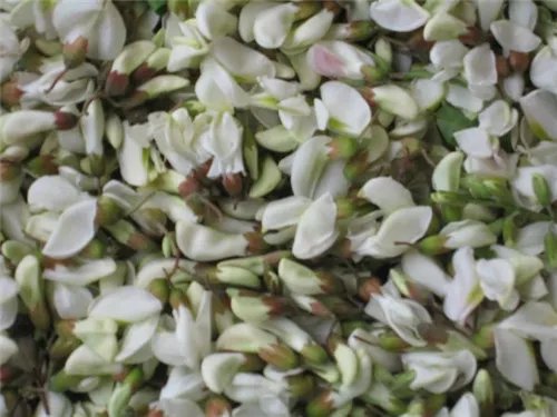 洋槐花图片鉴赏 槐花怎样做入味