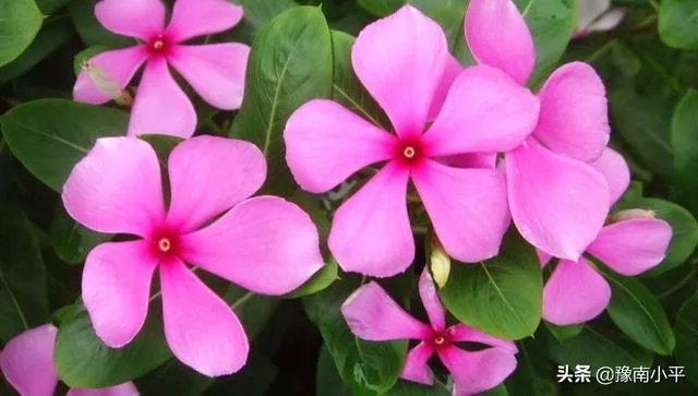 长春花怎么摘心？