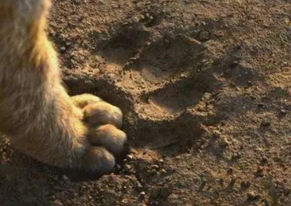 老虎的脚印是什么形状