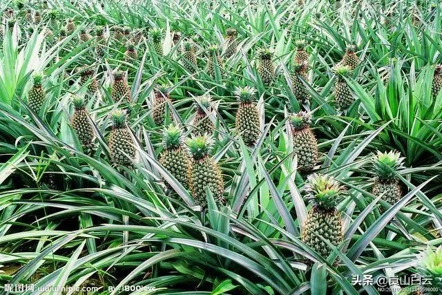 菠萝蜜凤梨菠萝麻