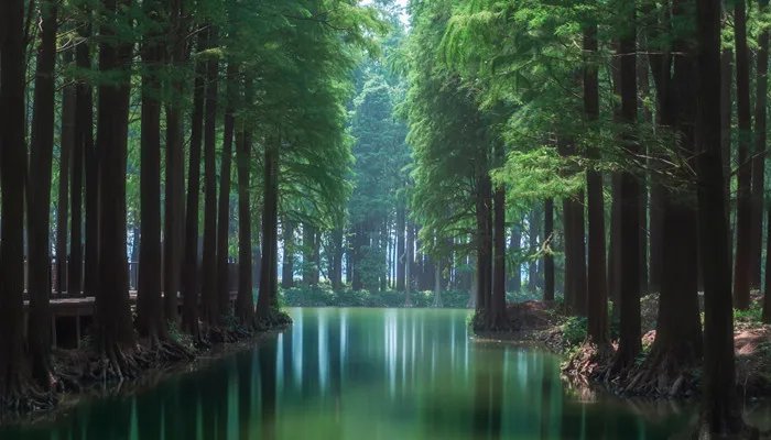 什么是红衫木 到底什么是红衫木