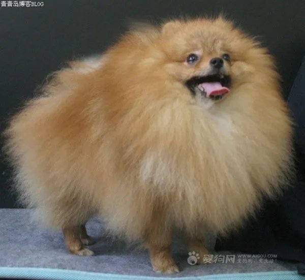 博美犬英系和美系的区别