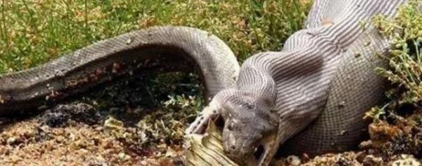 蟒蛇吞下巨鳄后，鳄鱼被消化的过程是什么样？