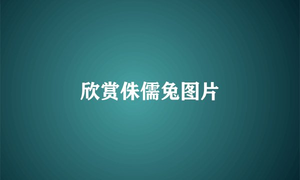 欣赏侏儒兔图片