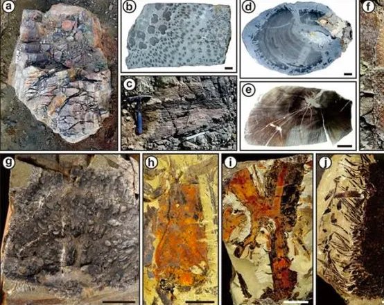 在哪发现了迄今最早远古森林？