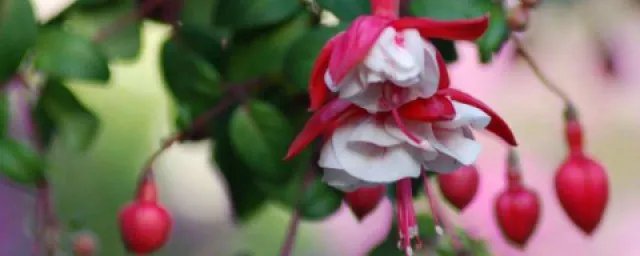 倒挂金钩花怎么养