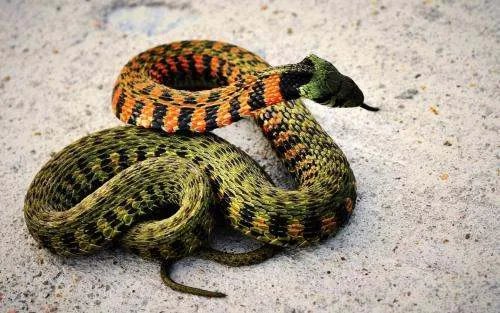 中科院给一剧毒蛇新种命名为素贞！为何有的蛇有毒，有的蛇却不含毒性？