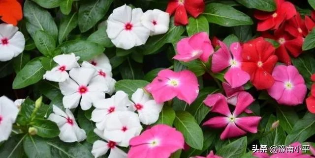 长春花怎么摘心？