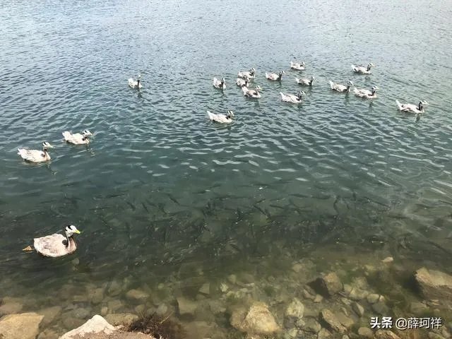 你和你的宠物如何一起跨年迎接2020？