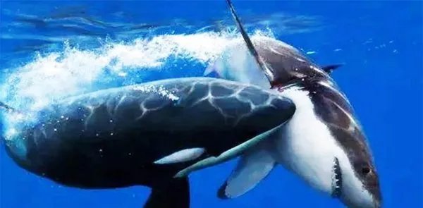 “暴打”鲨鱼的虎鲸为啥对人类如此友好？