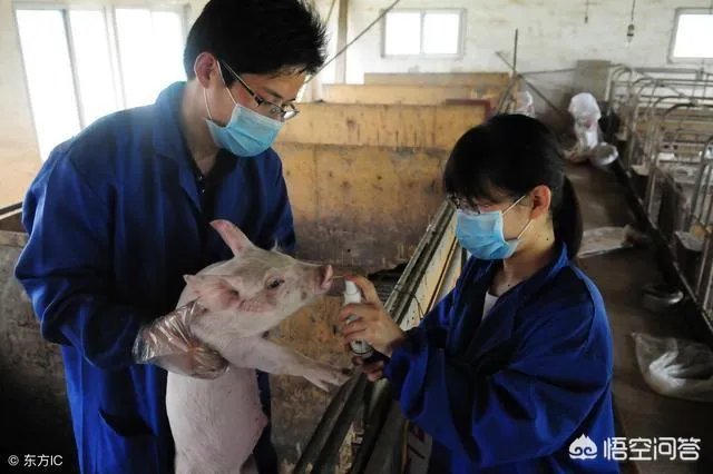 现在养猪行情如何?