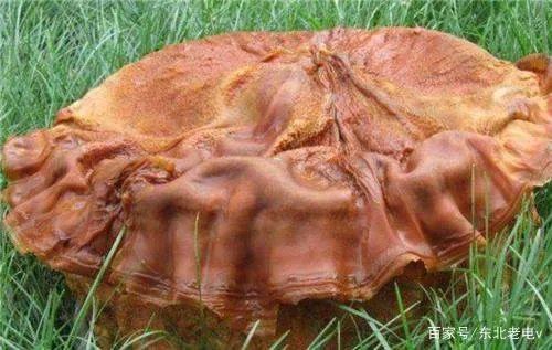 我们常说的“太岁”,到底是什么生物?