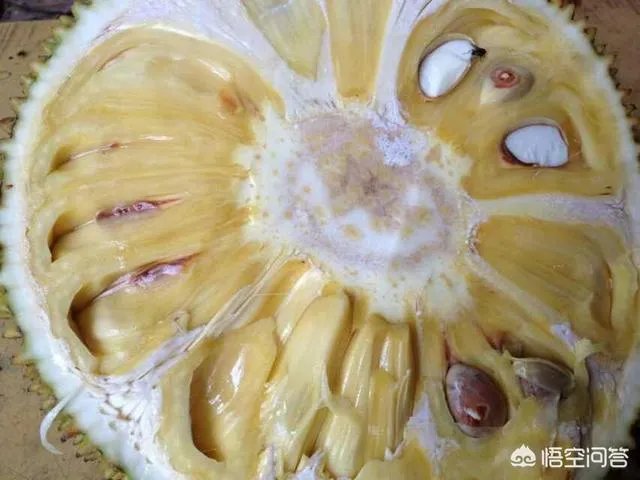 菠萝蜜凤梨菠萝麻