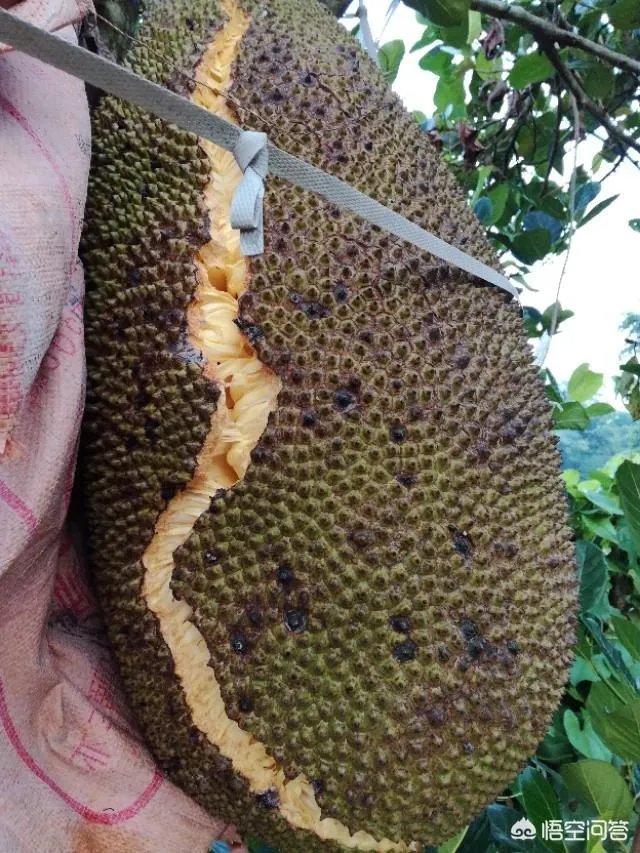 菠萝蜜凤梨菠萝麻