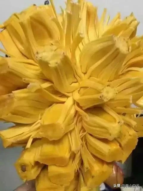 菠萝蜜凤梨菠萝麻