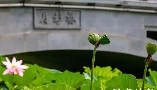 南京玄武湖并蒂莲被游客摘下，这游客素质为何这么低？