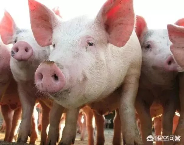 现在养猪行情如何?