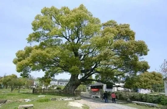 上海男子修剪自己买的香樟树竟被罚14万，这样的处罚合理吗？