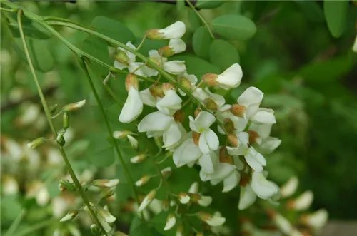 洋槐花图片鉴赏 槐花怎样做入味