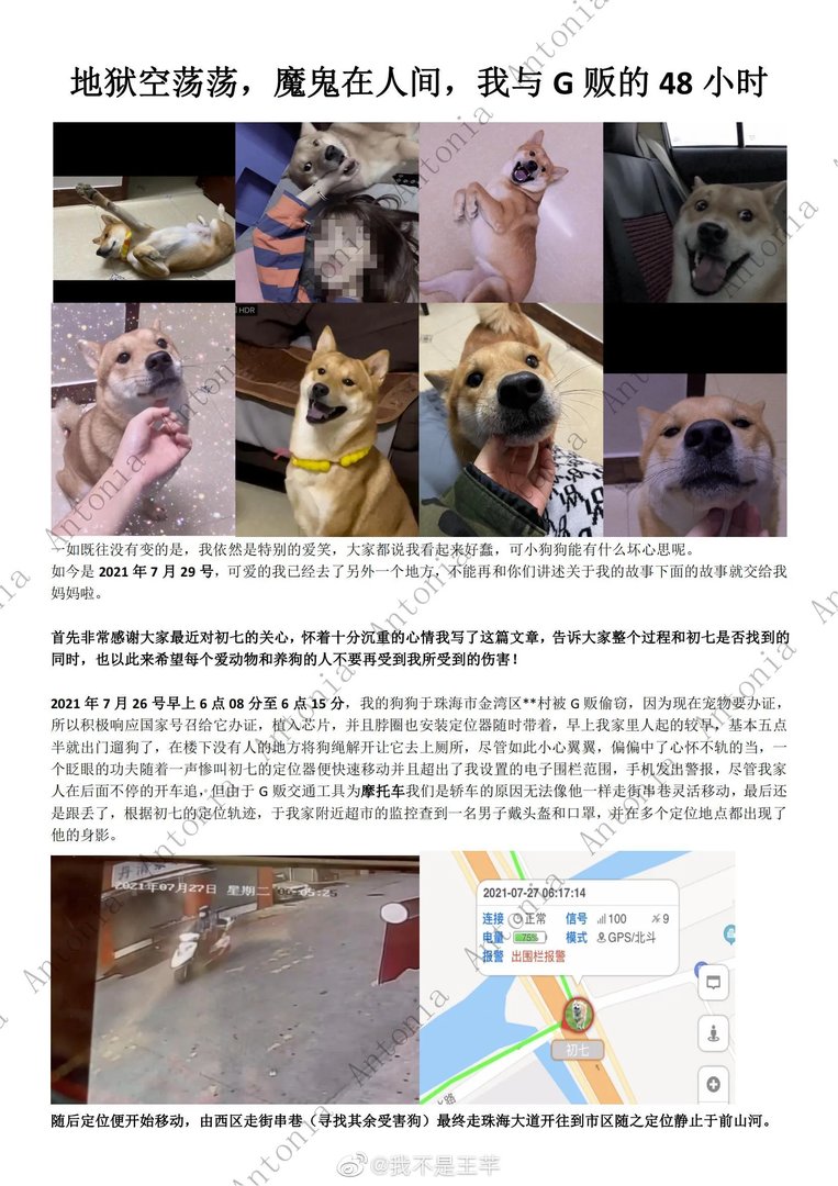 柴犬初七图片 柴犬初七被偷事件回顾