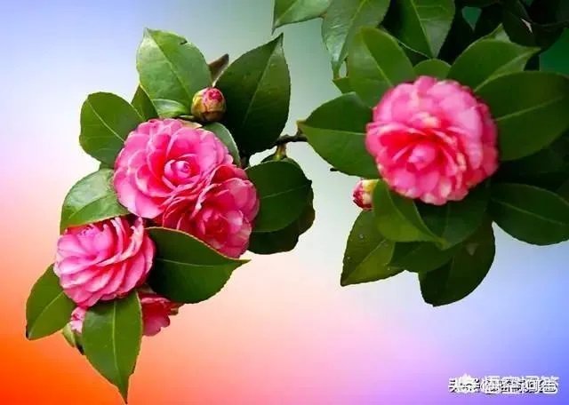 网上有人质疑云南王子清是伪慈善，你怎么看？