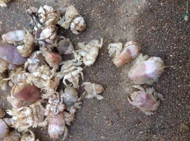 青岛市民组团挖海知了,海知了是什么?