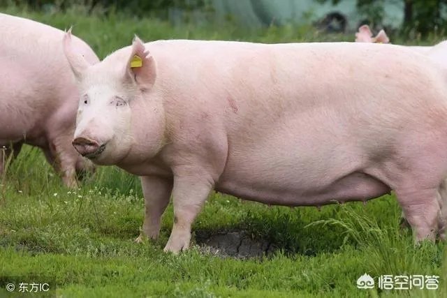 现在养猪行情如何?