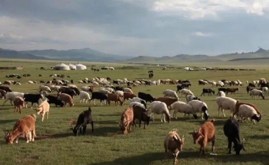 对于蒙古国捐赠的三万只羊有哪些要求？