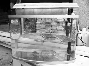 工厂老板研发无毒地板 用金鱼测试指标