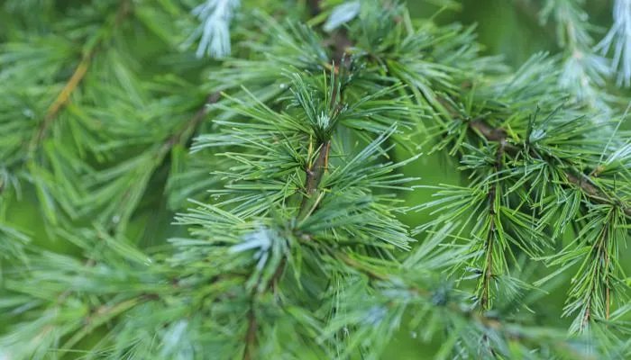 三月三广西放假几天2022 广西2022年壮族三月三放假的通知