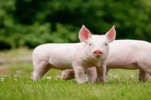 猪肉的价格为何持续上涨，什么时候可以趋于平缓？