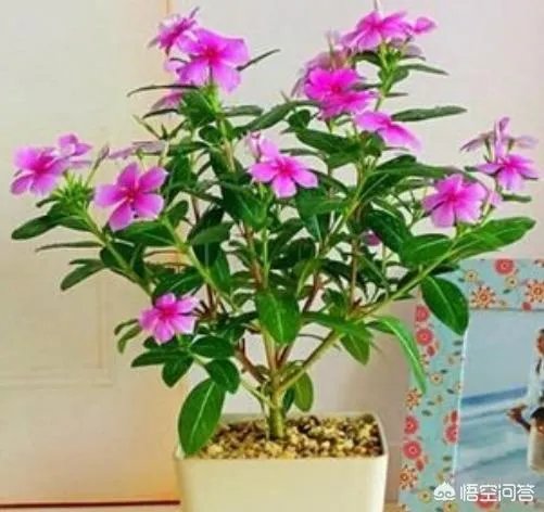 长春花怎么摘心？