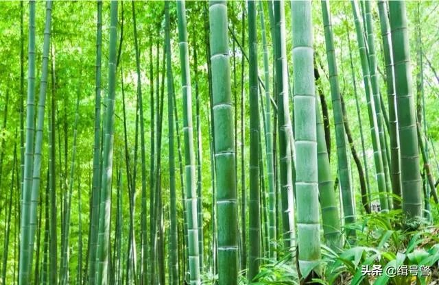 让大家来欣赏一下你做的竹盒景吧？