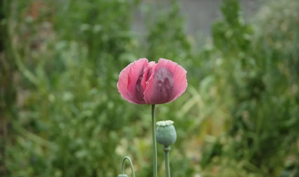 罂粟嫩苗的词语