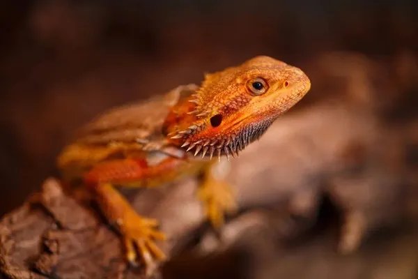 佳能RF 85mm F2微距镜头试拍简评