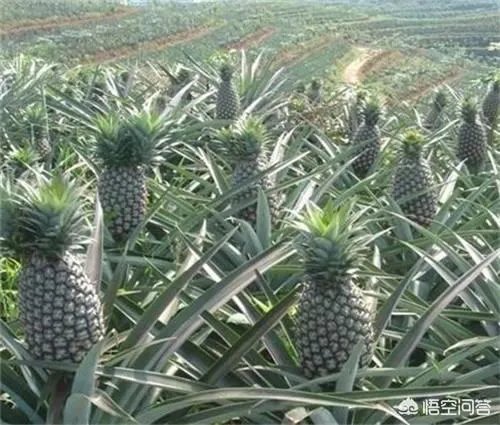 菠萝蜜凤梨菠萝麻