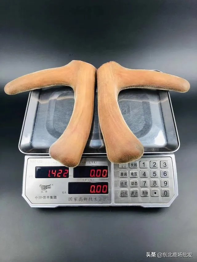 什么是好的鲜鹿茸