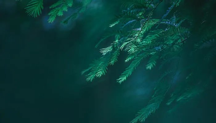 既是节日又是节气的是什么节 既是节日又是节气的有哪些节日