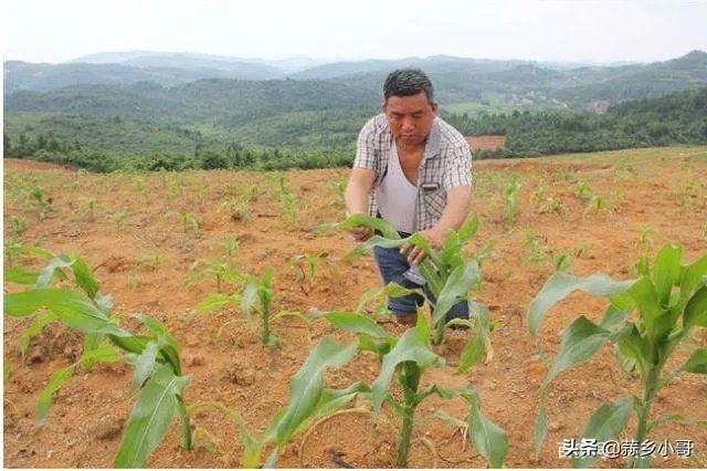 把复合肥当底肥，几天能种玉米？注意什么？