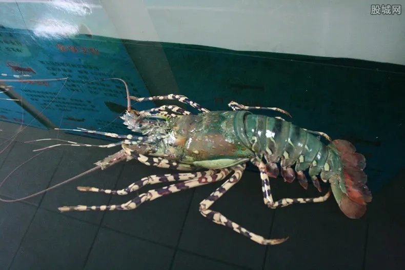 渔民捕获婴儿大小龙虾 中华锦绣龙虾多少钱一斤