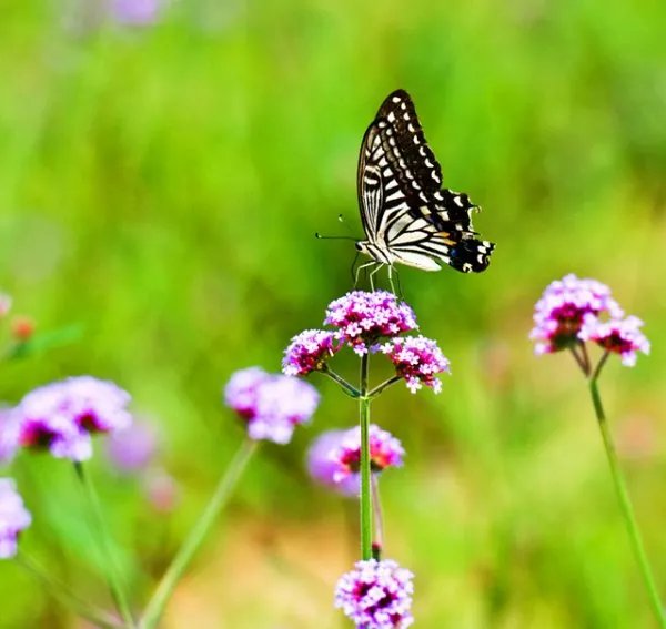 北京的人间花海在哪