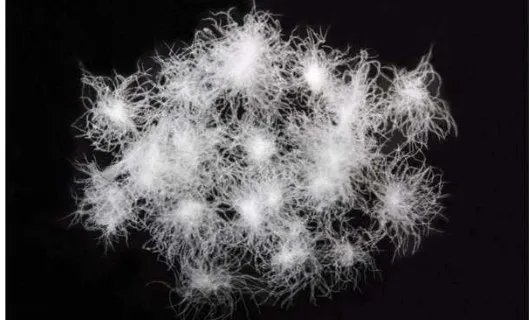 白鸭绒和灰鸭绒有哪些不同，要怎样区分？