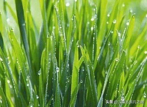 雨水落雨三大碗 大河小河都要满 说的是哪个季节